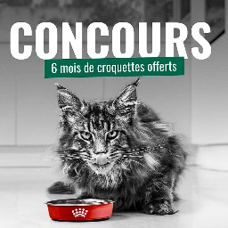 Gagnez : 6 mois de croquettes Royal Canin pour chat