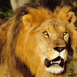 5 packs de 4 entrées pour la Réserve Africaine de Sigean